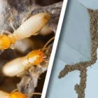 Business 4 image PERTH TERMITE TREATMENT Pest Control in Perth WA