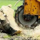 Business 1 image PERTH TREE LOPPING WA Tree Felling & Stump Removal in Malaga WA