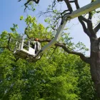 Business 5 image PERTH TREE LOPPING WA Tree Felling & Stump Removal in Malaga WA