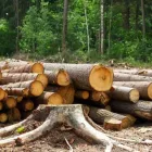 Business 2 image PERTH TREE REMOVAL Tree Stump Removal Perth in Burswood WA