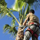 Business 4 image PERTH TREE REMOVAL Tree Stump Removal Perth in Burswood WA