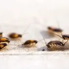 Business 1 image PEST BLASTER Child Care Centres in Sydney NSW