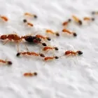 Business 2 image PEST CONTROL ADELAIDE Pest Control in Adelaide SA