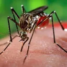Business 5 image PEST CONTROL ADELAIDE Pest Control in Adelaide SA