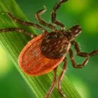 Business 1 image PEST CONTROL AINSLIE Pest Control in Manuka ACT