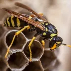 Business 4 image PEST CONTROL AINSLIE Pest Control in Manuka ACT