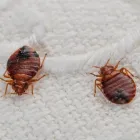 Business 5 image PEST CONTROL AINSLIE Pest Control in Manuka ACT