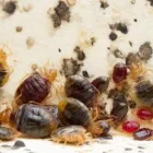 Business 4 image PEST CONTROL AMAROO Pest Control in Belconnen ACT