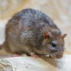 Business 3 image PEST CONTROL ASHWOOD Pest Control in Ashwood VIC