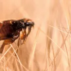 Business 4 image PEST CONTROL ASHWOOD Pest Control in Ashwood VIC