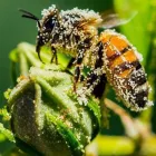 Business 5 image PEST CONTROL ASHWOOD Pest Control in Ashwood VIC