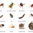 Business 2 image PEST CONTROL BALMAIN Pest Control in Balmain NSW