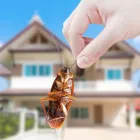 Business 6 image PEST CONTROL BALMAIN Pest Control in Balmain NSW