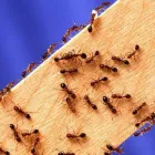 Business 1 image PEST CONTROL BANKS Pest Control in Tuggeranong ACT