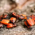 Business 1 image PEST CONTROL BAYSWATER Pest Control in Melbourne VIC