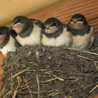Business 4 image PEST CONTROL BAYSWATER Pest Control in Melbourne VIC