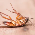 Business 5 image PEST CONTROL BAYSWATER Pest Control in Melbourne VIC