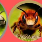 Business 1 image PEST CONTROL BIRCHGROVE Spider Removal in Birchgrove NSW