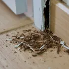 Business 2 image PEST CONTROL BIRCHGROVE Spider Removal in Birchgrove NSW