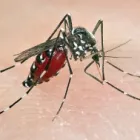 Business 3 image PEST CONTROL BIRCHGROVE Spider Removal in Birchgrove NSW