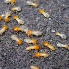 Business 4 image PEST CONTROL BIRCHGROVE Spider Removal in Birchgrove NSW