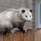 Business 5 image PEST CONTROL BIRCHGROVE Spider Removal in Birchgrove NSW