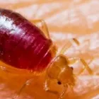 Business 1 image PEST CONTROL BRISBANE Pest Management in Brisbane QLD