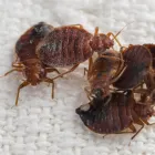 Business 2 image PEST CONTROL BRISBANE Pest Management in Brisbane QLD