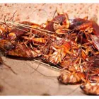 Business 1 image PEST CONTROL BRISBANE Pest Control in Brisbane QLD