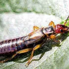 Business 3 image PEST CONTROL BRISBANE Pest Control in Brisbane QLD