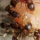 Business 4 image PEST CONTROL BRISBANE Pest Control in Brisbane QLD