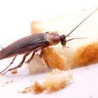 Business 1 image PEST CONTROL BRONTE Same Day Pest Control in Bronte NSW