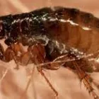 Business 1 image PEST CONTROL BROWNS PLAINS Pest Inspection in Browns Plains QLD