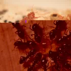 Business 1 image PEST CONTROL BUDERIM Pest Control in Buderim QLD