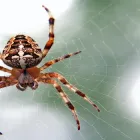 Business 2 image PEST CONTROL BUDERIM Pest Control in Buderim QLD