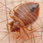 Business 2 image PEST CONTROL CAMMERAY Pest Control in Cammeray NSW