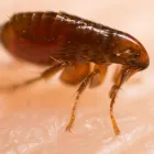 Business 3 image PEST CONTROL CAMMERAY Pest Control in Cammeray NSW