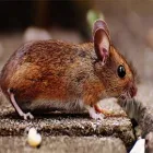 Business 4 image PEST CONTROL CAMMERAY Pest Control in Cammeray NSW