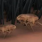 Business 2 image PEST CONTROL CAMMERAY Pest Control in Cammeray NSW