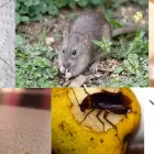 Business 1 image PEST CONTROL CHATSWOOD Pest Control in Chatswood NSW