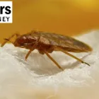 Business 1 image PEST CONTROL CHATSWOOD Pest Control in Chatswood NSW