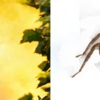 Business 1 image PEST CONTROL CHATSWOOD Pest Control in Chatswood NSW