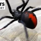 Business 2 image PEST CONTROL CHATSWOOD Pest Control in Chatswood NSW