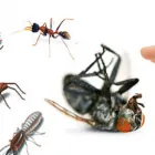 Business 3 image PEST CONTROL CHATSWOOD Pest Control in Chatswood NSW