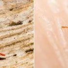 Business 1 image PEST CONTROL CLAREMONT Pest Control in Claremont WA