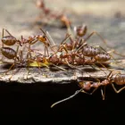 Business 2 image PEST CONTROL CLAREMONT Pest Control in Claremont WA