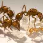 Business 1 image PEST CONTROL CLOVERDALE Pest Control in Cloverdale WA
