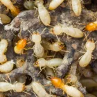 Business 2 image PEST CONTROL CLOVERDALE Pest Control in Cloverdale WA