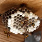 Business 3 image PEST CONTROL CLOVERDALE Pest Control in Cloverdale WA