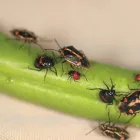Business 3 image PEST CONTROL FORDE Pest Control in Monash ACT